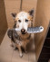 Ручной душ Hansgrohe DogShower 26640560 для собак Розовый Ручной душ Hansgrohe DogShower 26640560 для собак Розовый