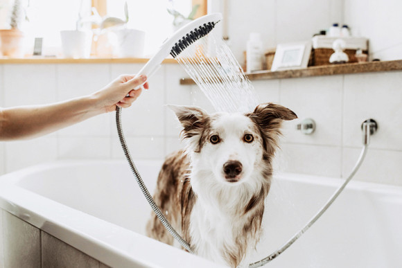Ручной душ Hansgrohe DogShower 26640560 для собак Розовый Ручной душ Hansgrohe DogShower 26640560 для собак Розовый