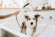 Ручной душ Hansgrohe DogShower 26640700 для собак Белый матовый Ручной душ Hansgrohe DogShower 26640700 для собак Белый матовый